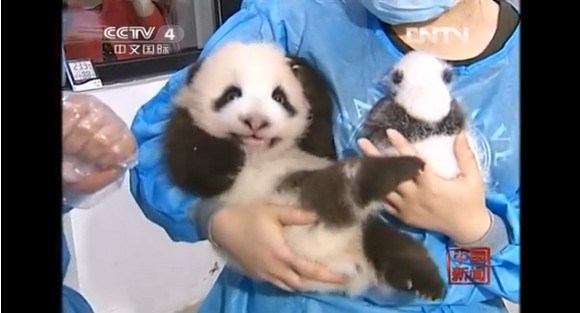 キュン死注意!! ズラっと並んだ14頭の赤ちゃんパンダがハチャメチャにカワエエ～！