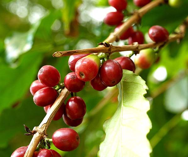 人間はなぜこんなもの作ったんだ!