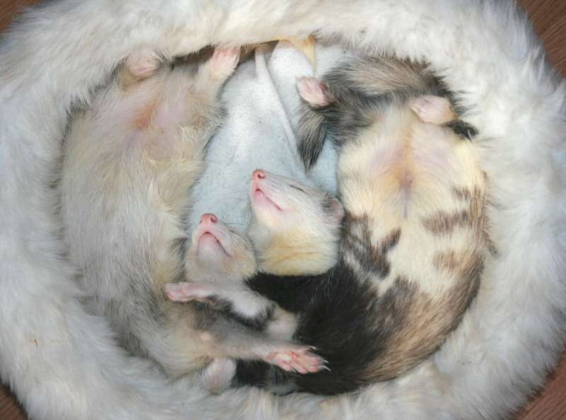 シンクロ率の高い動物たちの写真がかわいいww