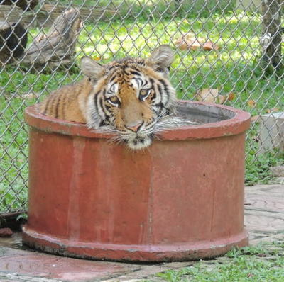 太りすぎた虎が残念過ぎる…