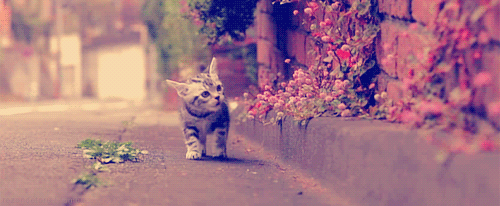 かわいい写真をはっていきましょー!