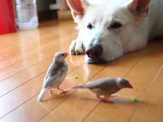マガモの親子の中に犬が乱入した結果…