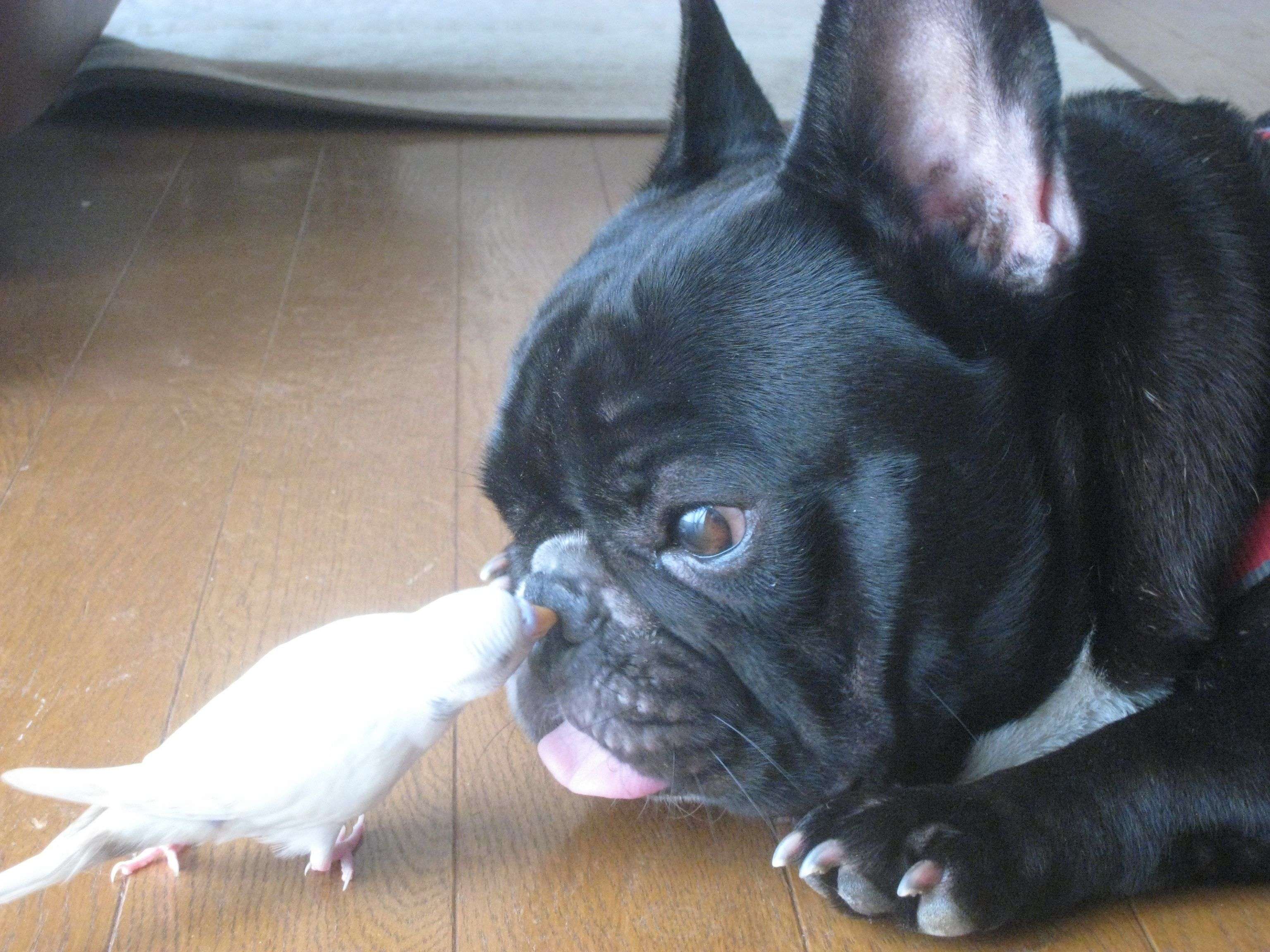 マガモの親子の中に犬が乱入した結果…