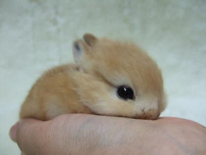 かわいい写真をはっていきましょー!