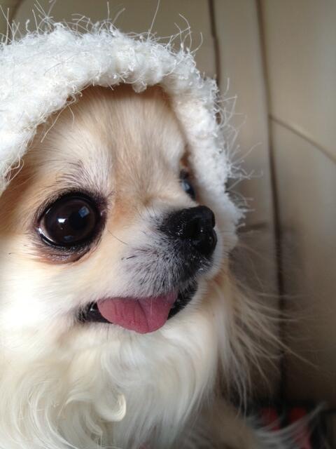 「ペット預けサービス」で、預けたチワワを熱中症で死なせてしまった件について、全日空が正式に謝罪