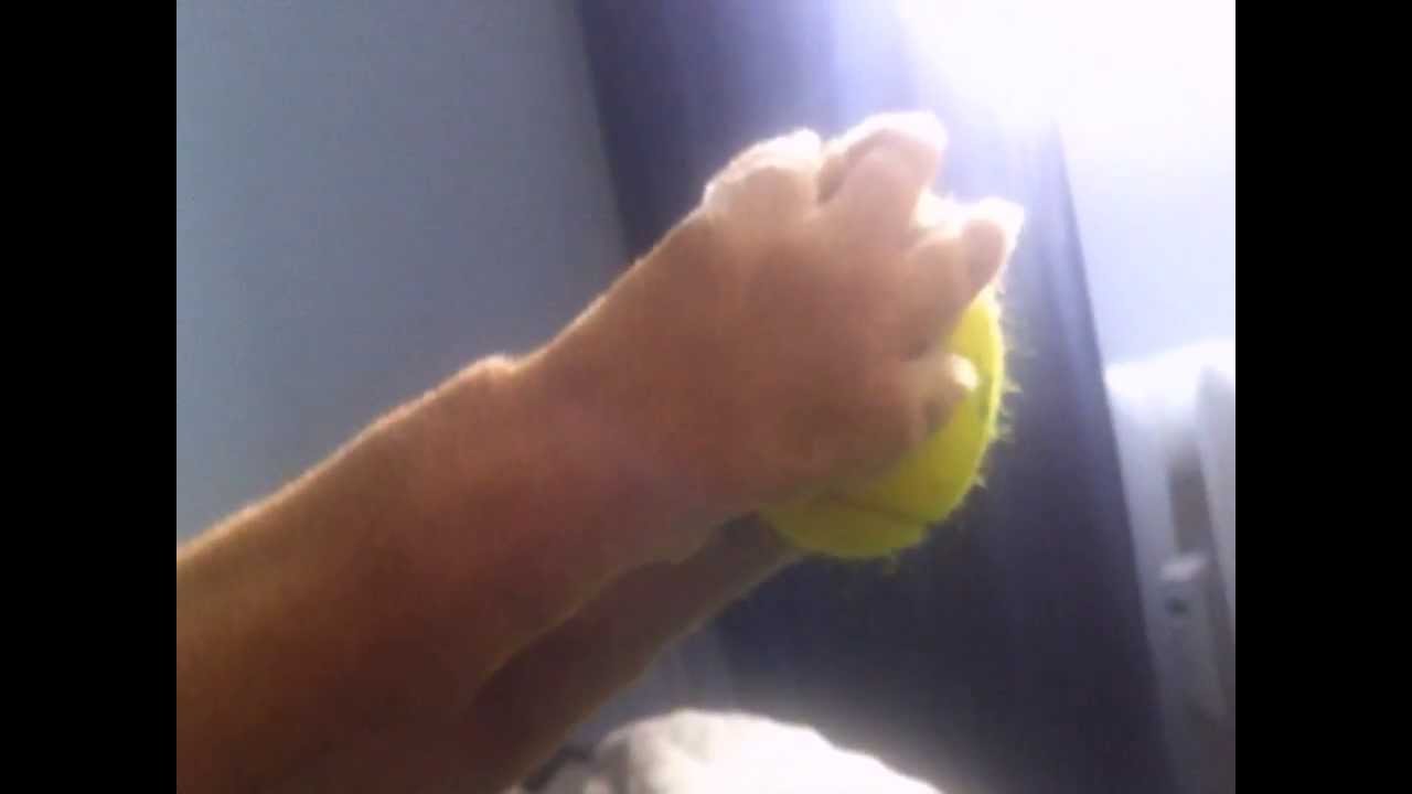 Pies podnoszący piłeczkę / Dog raising the ball - YouTube
