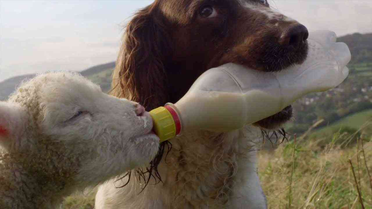 Secret Life of Dogs: Jess the Springer Spaniel feeds an orphaned lamb with a bottle. - YouTube