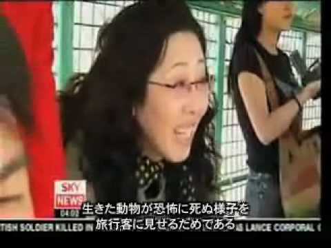 生きた牛がトラの餌　中国サファリパークの残酷見せ物 China's Zoos - YouTube