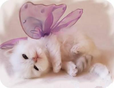 かわいい写真をはっていきましょー!