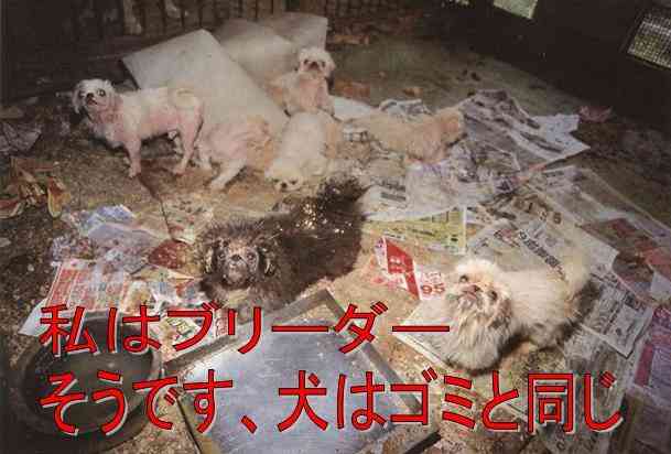 9月1日から改正動物愛護管理法が施行されました。ペットを遺棄すると最高100万円の罰金刑になります