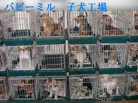 9月1日から改正動物愛護管理法が施行されました。ペットを遺棄すると最高100万円の罰金刑になります