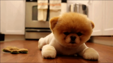 かわいい写真をはっていきましょー!