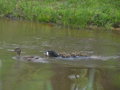 マガモの親子の中に犬が乱入した結果…