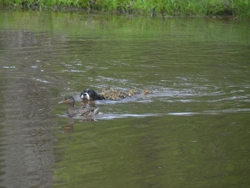マガモの親子の中に犬が乱入した結果…