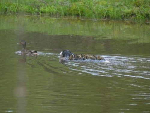 マガモの親子の中に犬が乱入した結果…