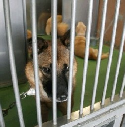 9月1日から改正動物愛護管理法が施行されました。ペットを遺棄すると最高100万円の罰金刑になります
