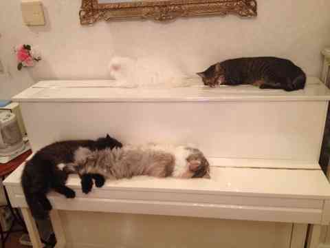 はるかぜちゃんこと子役タレントの春名風花が「ブログ開始！」ツイッターは…