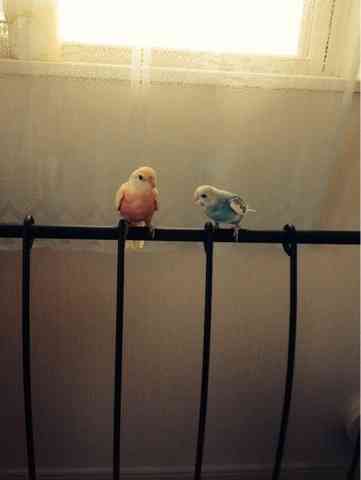 はるかぜちゃんこと子役タレントの春名風花が「ブログ開始！」ツイッターは…