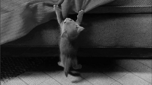 かわいい写真をはっていきましょー!