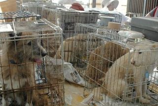 9月1日から改正動物愛護管理法が施行されました。ペットを遺棄すると最高100万円の罰金刑になります