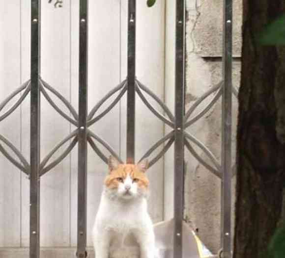 予想外の座り方でご主人様を待ち続けるネコが激写される