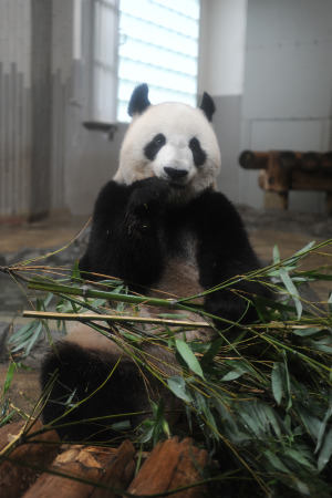 上野動物園のパンダ「シンシン」、偽妊娠の可能性高まる