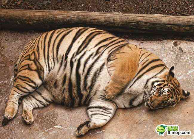 【ギネス】大きい！世界最大のネコ科動物「ライガー」