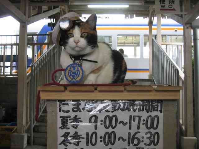 一家に一匹欲しくなる…けなげに働くペットたち！