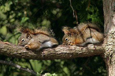 シンクロ率の高い動物たちの写真がかわいいww