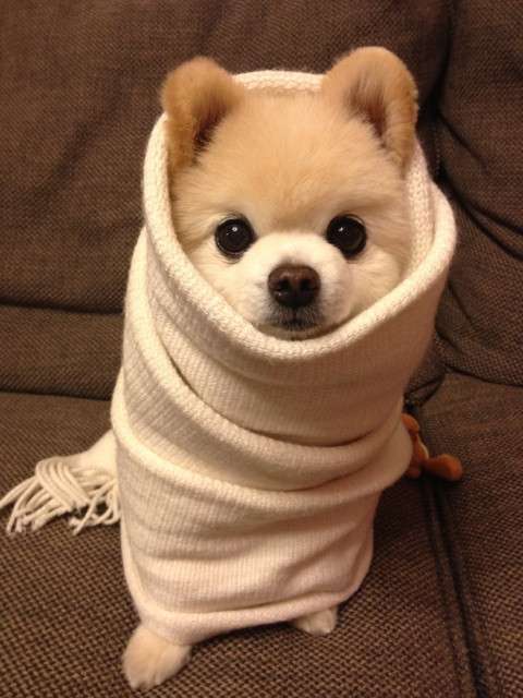 かわいい写真をはっていきましょー!