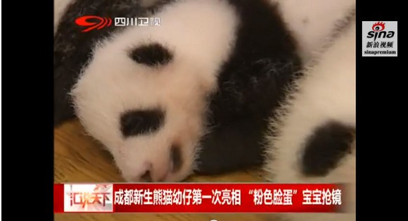 キュン死注意!! ズラっと並んだ14頭の赤ちゃんパンダがハチャメチャにカワエエ～！