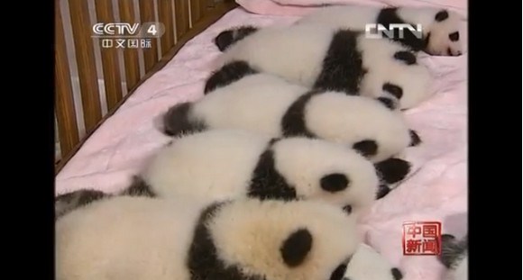 キュン死注意!! ズラっと並んだ14頭の赤ちゃんパンダがハチャメチャにカワエエ～！