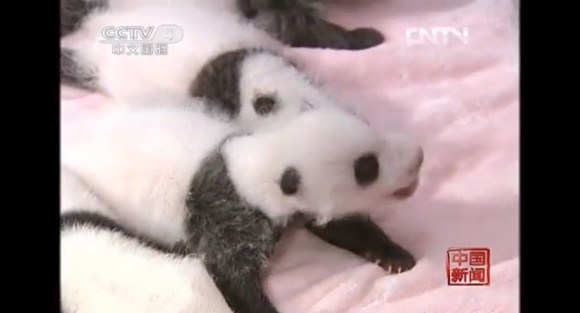キュン死注意!! ズラっと並んだ14頭の赤ちゃんパンダがハチャメチャにカワエエ～！