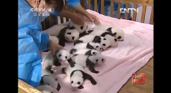 キュン死注意!! ズラっと並んだ14頭の赤ちゃんパンダがハチャメチャにカワエエ～！