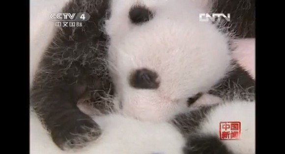 キュン死注意!! ズラっと並んだ14頭の赤ちゃんパンダがハチャメチャにカワエエ～！