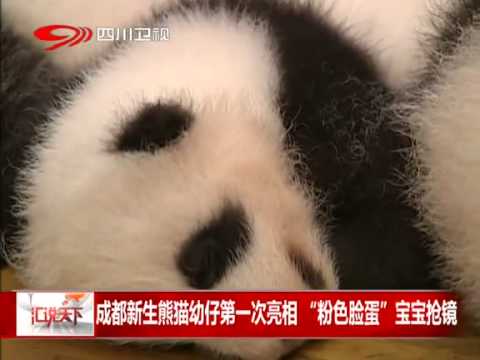 成都新生熊猫幼崽第一次亮相粉色脸蛋宝宝抢镜 - YouTube