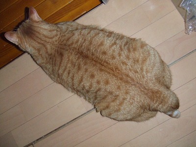 とうとうツチノコが捕獲される