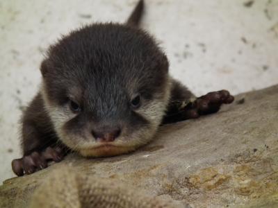 かわいい写真をはっていきましょー!