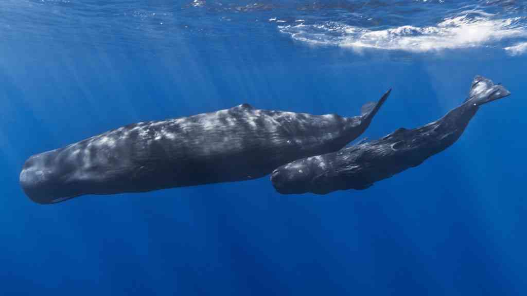 有名人を物や動物に例えてみたら？