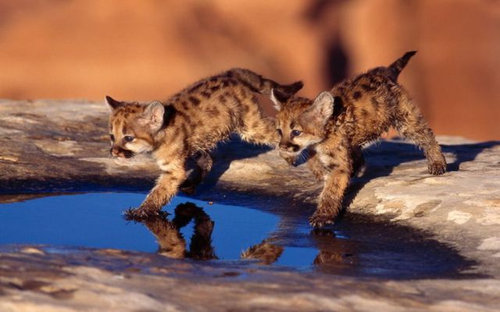 シンクロ率の高い動物たちの写真がかわいいww