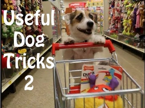 Useful Dog Tricks 2 performed by Jesse the Jack Russell Terrier - YouTube