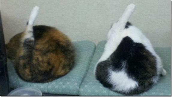 シンクロ率の高い動物たちの写真がかわいいww