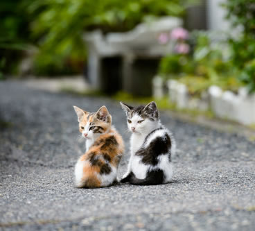 シンクロ率の高い動物たちの写真がかわいいww