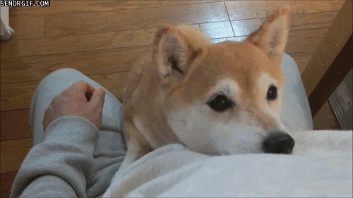 かわいい写真をはっていきましょー!