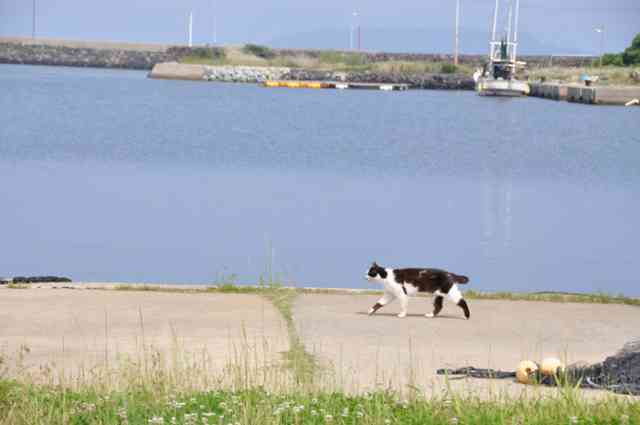 人口50人、猫50匹の猫パラダイス、長崎県五島列島・猫島