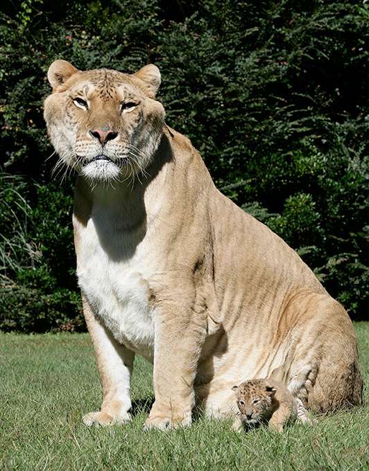 【ギネス】大きい！世界最大のネコ科動物「ライガー」