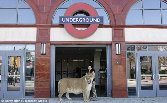 【ギネス】大きい！世界最大のネコ科動物「ライガー」