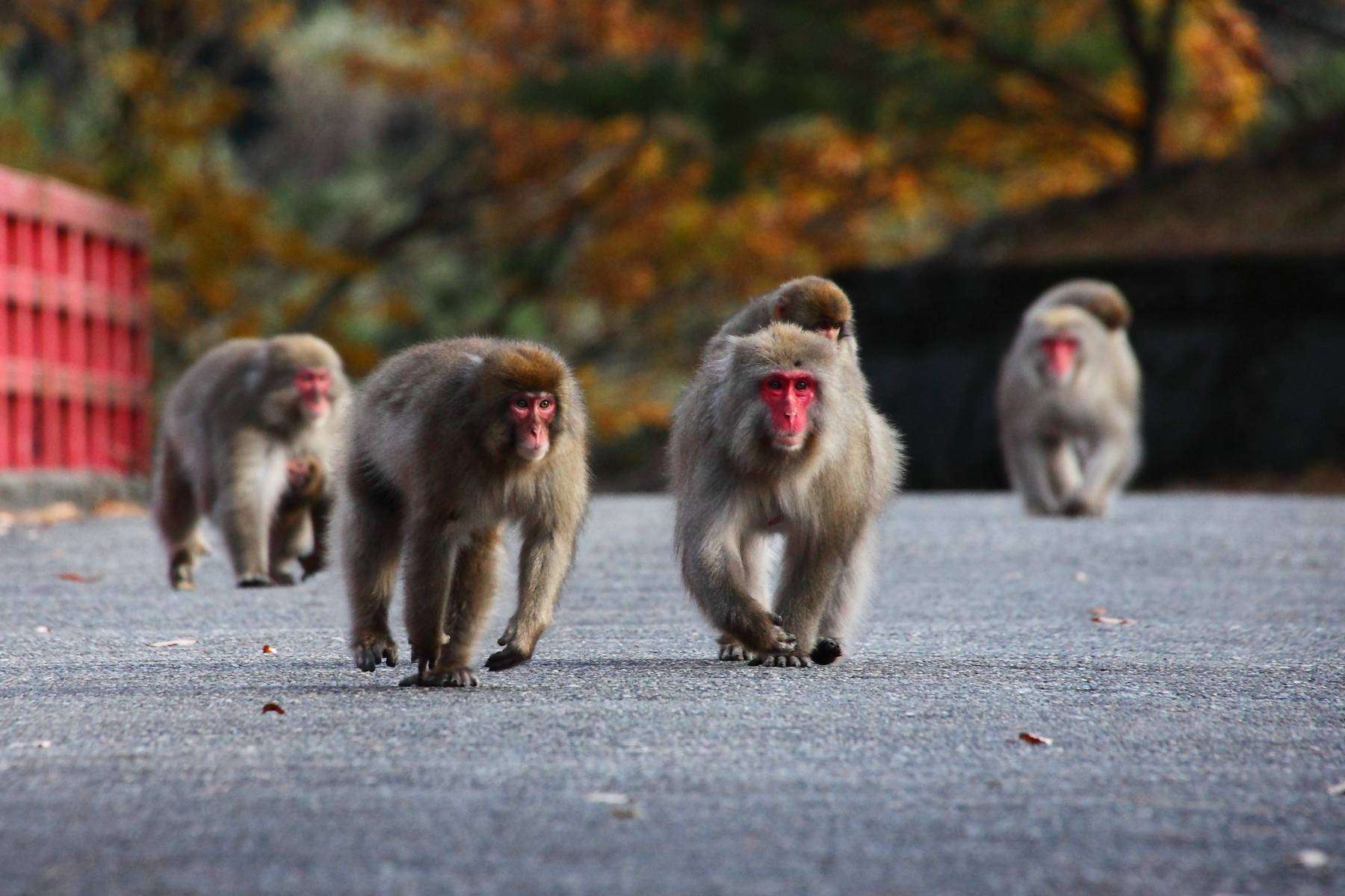 【恐怖】観光地のサルが赤ちゃんの睾丸をむしって食べる！