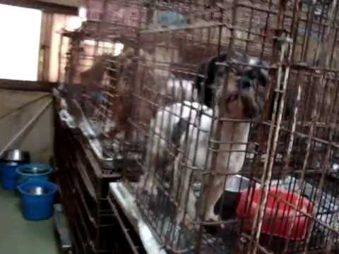 ここを出るのは死んだ時　不要とされた犬たちのゆくえ Released on death - YouTube