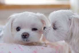 かわいい写真をはっていきましょー!